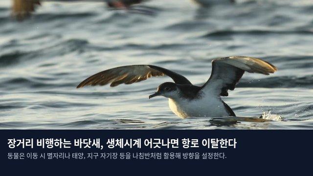 장거리 비행하는 바닷새, 생체시계 어긋나면 항로 이탈한다