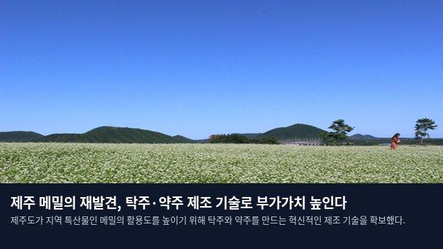 제주 메밀의 재발견, 탁주·약주 제조 기술로 부가가치 높인다