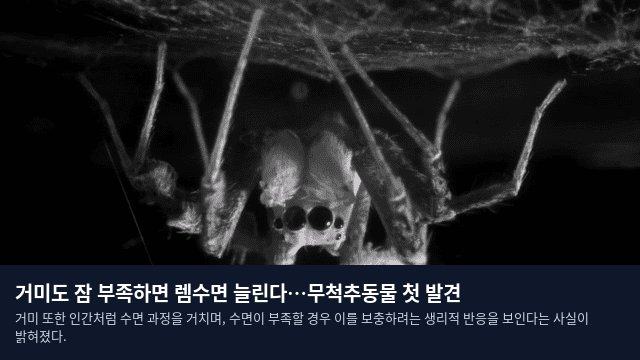 거미도 잠 부족하면 렘수면 늘린다…무척추동물 첫 발견