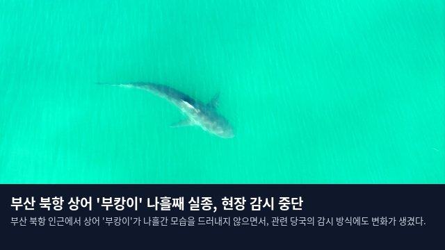 부산 북항 상어 '부캉이' 나흘째 실종, 현장 감시 중단
부산 북항 인근에서 상어 '부캉이'가 나흘간 모습을 드러내지 않으면서, 관련 당국의 감시 방식에도 변화가 생겼다.