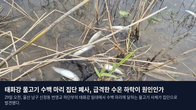 태화강 물고기 수백 마리 집단 폐사, 급격한 수온 하락이 원인인가