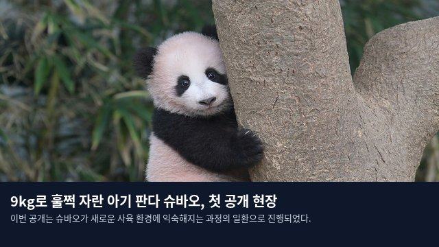 9kg로 훌쩍 자란 아기 판다 슈바오, 첫 공개 현장
이번 공개는 슈바오가 새로운 사육 환경에 익숙해지는 과정의 일환으로 진행되었다.