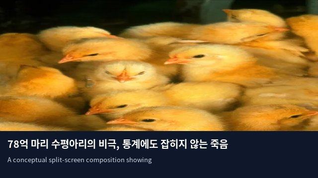 78억 마리 수평아리의 비극, 통계에도 잡히지 않는 죽음