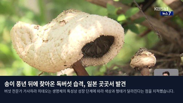 송이 풍년 뒤에 찾아온 독버섯 습격, 일본 곳곳서 발견
