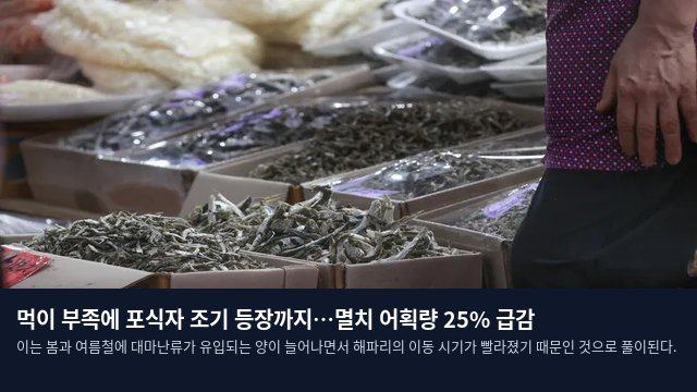 먹이 부족에 포식자 조기 등장까지…멸치 어획량 25% 급감