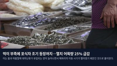 먹이 부족에 포식자 조기 등장까지…멸치 어획량 25% 급감