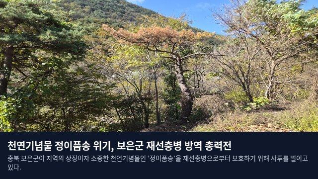 천연기념물 정이품송 위기, 보은군 재선충병 방역 총력전