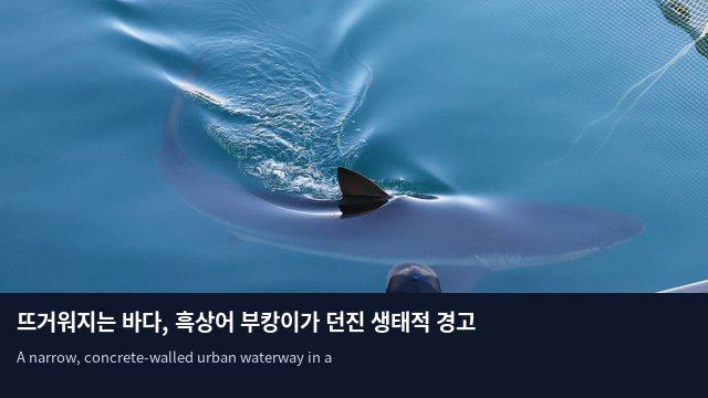 뜨거워지는 바다, 흑상어 부캉이가 던진 생태적 경고