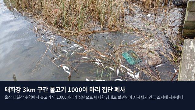 태화강 3km 구간 물고기 1000여 마리 집단 폐사