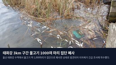 태화강 3km 구간 물고기 1000여 마리 집단 폐사