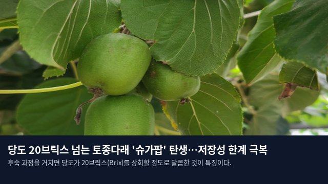 당도 20브릭스 넘는 토종다래 '슈가팝' 탄생…저장성 한계 극복