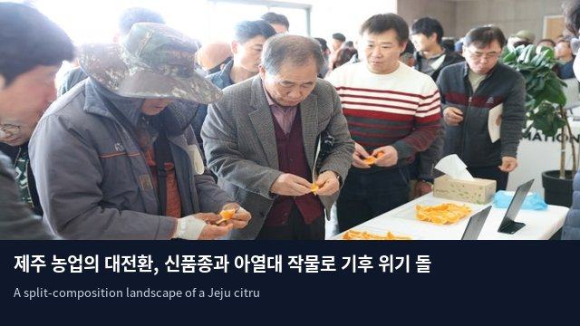 제주 농업의 대전환, 신품종과 아열대 작물로 기후 위기 돌파