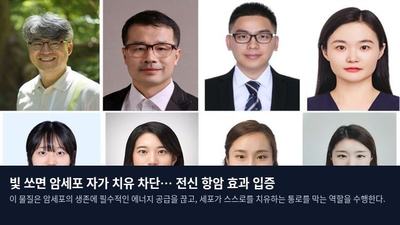 빛 쏘면 암세포 자가 치유 차단… 전신 항암 효과 입증