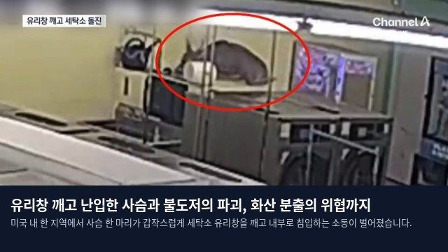 유리창 깨고 난입한 사슴과 불도저의 파괴, 화산 분출의 위협까지