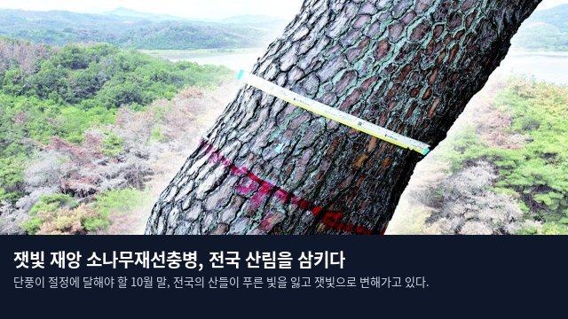 잿빛 재앙 소나무재선충병, 전국 산림을 삼키다