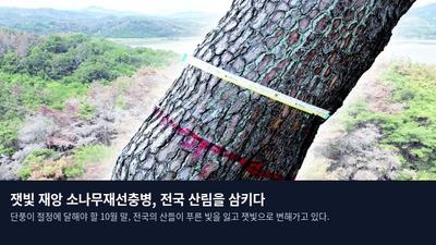 잿빛 재앙 소나무재선충병, 전국 산림을 삼키다